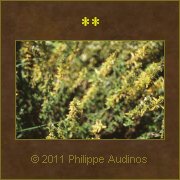 Image n60 - Plantes aromatiques