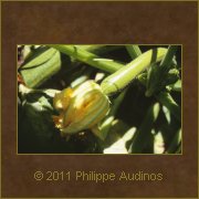 Image n62 - Fleur de courgettes