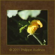 Image n64 - Fleur de courgettes