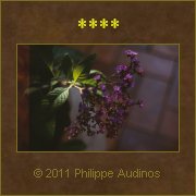 Image n84 - Fleurs de verveine