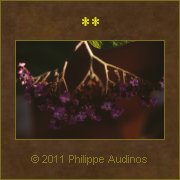 Image n67 - Fleurs de verveine