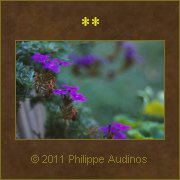 Image n68 - Petites fleurs violettes