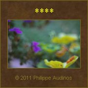 Image n85 - Petites fleurs violettes