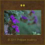 Image n86 - Petites fleurs violettes