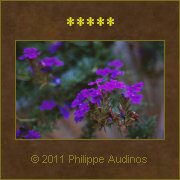 Image n87 - Petites fleurs violettes