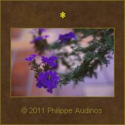 Image n72 - Petites fleurs violettes