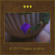 Image n73 - Petites fleurs violettes