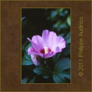 Image n74 - Fleur d'Ibiscus