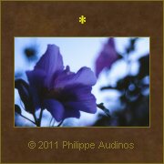 Image n75 - Fleurs d'Ibiscus