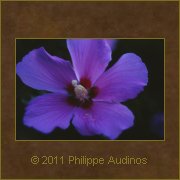 Image n76 - Fleur d'Ibiscus