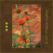 Image n88 - Orange explosif