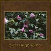 Image n78 - Fleurs d'Ibiscus (vue d'ensemble)