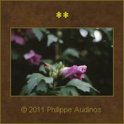 Image n79 - Fleurs d'Ibiscus