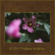 Image n81 - Fleurs d'Ibiscus