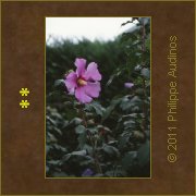 Image n86 - Fleur d'Ibiscus