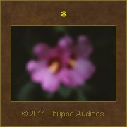 Image n87 - Fleurs d'Ibiscus (floues)