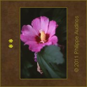 Image n88 - Fleur d'Ibiscus