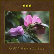 Image n89 - Fleurs d'Ibiscus