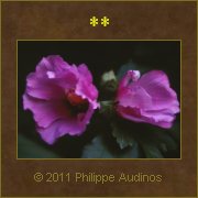 Image n94 - Fleurs d'Ibiscus
