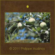 Image n2 - Coings