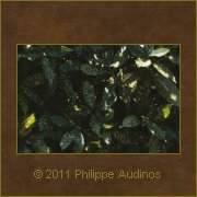 Image n3 - Feuilles de laurier tchetes