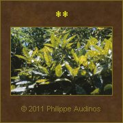 Image n4 - Feuilles de laurier tchetes