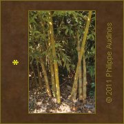 Image n6 - Pousses de bambous
