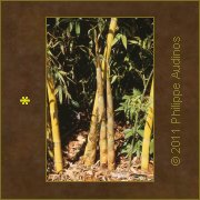 Image n7 - Pousses de bambous