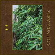 Image n8 - Feuilles de bambous