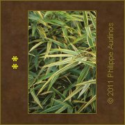 Image n13 - Feuilles de bambous