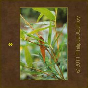 Image n15 - Feuilles de bambous