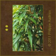 Image n16 - Feuilles de bambous