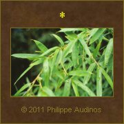 Image n18 - Feuilles de bambous