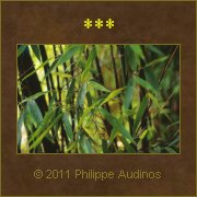 Image n19 - Feuilles de bambous