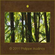 Image n20 - Bambous