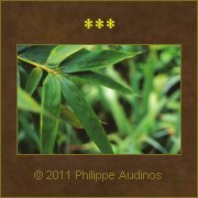 Image n22 - Feuilles de bambous