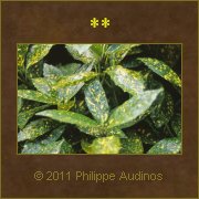 Image n23 - Feuilles de laurier