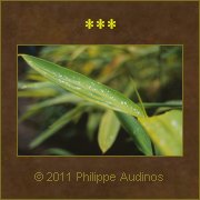 Image n25 - Feuilles de bambous sous la pluie