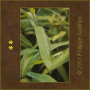 Image n26 - Feuilles de bambous sous la pluie