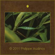 Image n27 - Feuilles de bambous sous la pluie