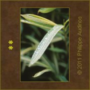 Image n28 - Feuilles de bambous sous la pluie