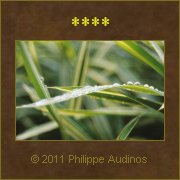 Image n29 - Feuilles de bambous sous la pluie