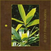 Image n32 - Sans lgende