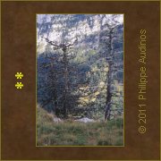 Image n39 - Sans lgende