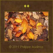 Image n42 - Feuilles encore vivantes