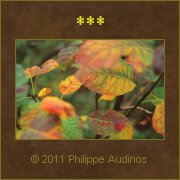 Image n44 - Feuillages d'automne