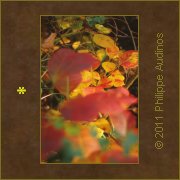 Image n48 - Feuillages d'automne