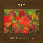 Image n49 - Feuillages d'automne