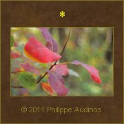 Image n52 - Feuillages d'automne
