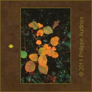 Image n56 - Feuillages d'automne